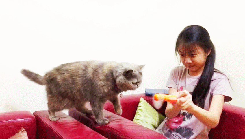 Gif of Chloe playing with her cat